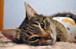 Жидкий стул после кастрации или стерилизации у котов и кошек Расстройство кишечника у кота после наркоза